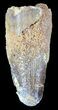 Cretaceous Fossil Crocodile (Elosuchus) Tooth - Morocco #48998-1